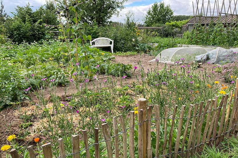 Volkstuin met bloemen en schapenhek in de zomer.